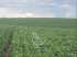 Oportunidade de investimento no uruguai – fazenda